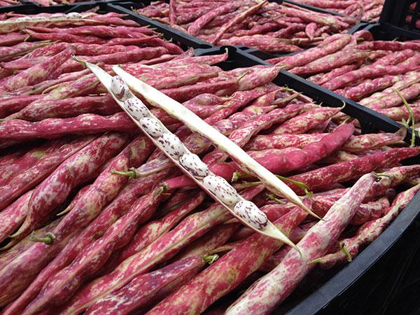 Fagioli borlotti