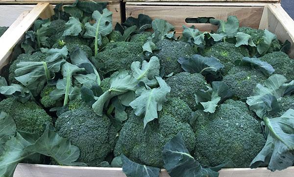 Broccoletti